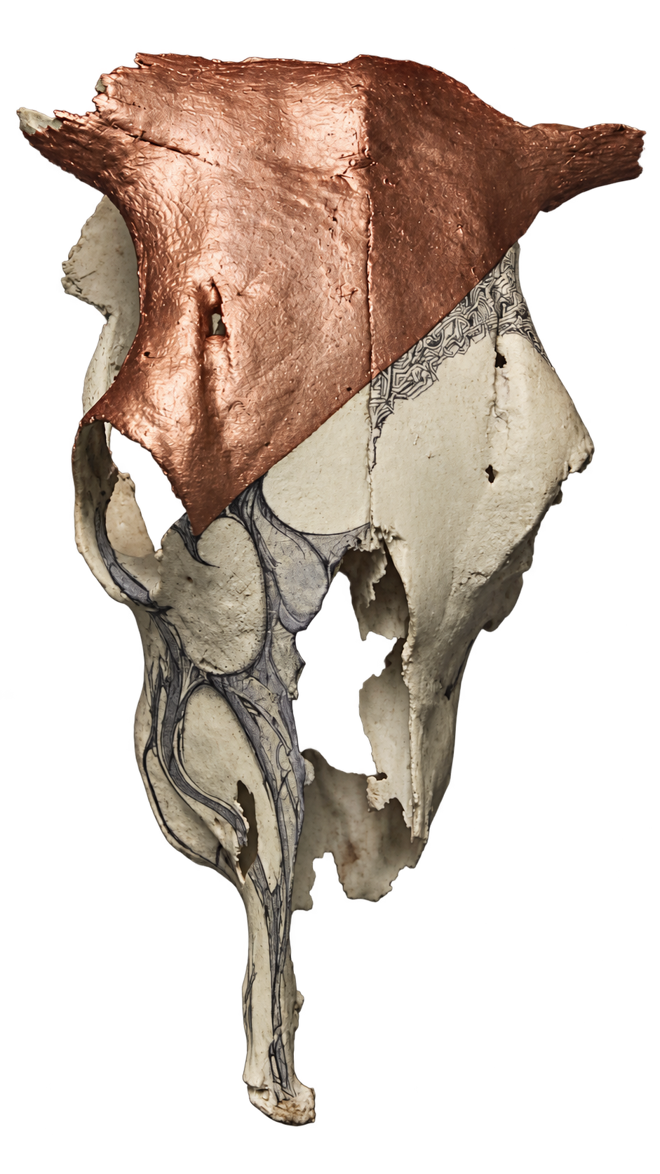 Velox, a copper, cream and black hand-decorated animal skull emerging from shadow